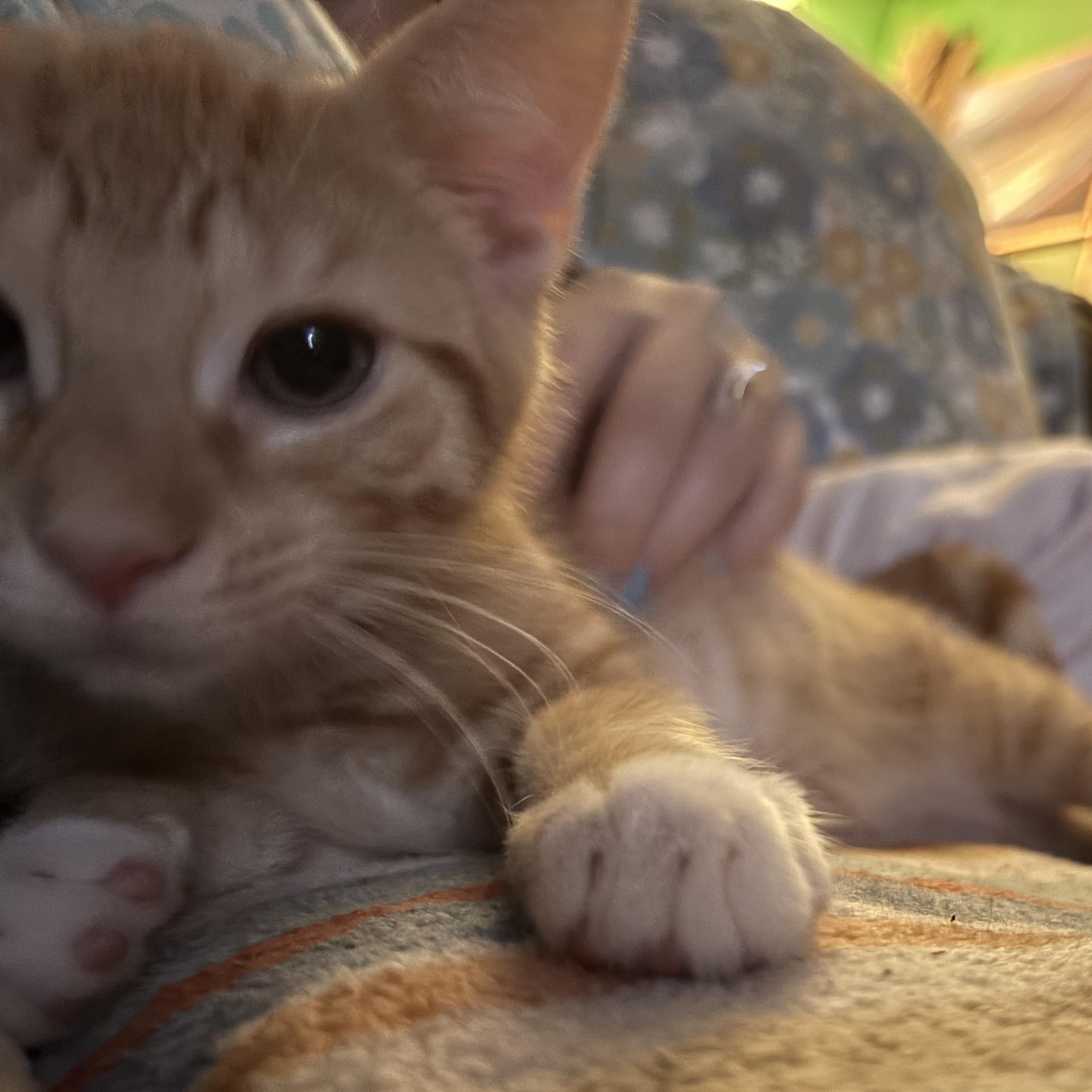 Timothy, an adopted Domestic Short Hair in Cranford, NJ image 3/4