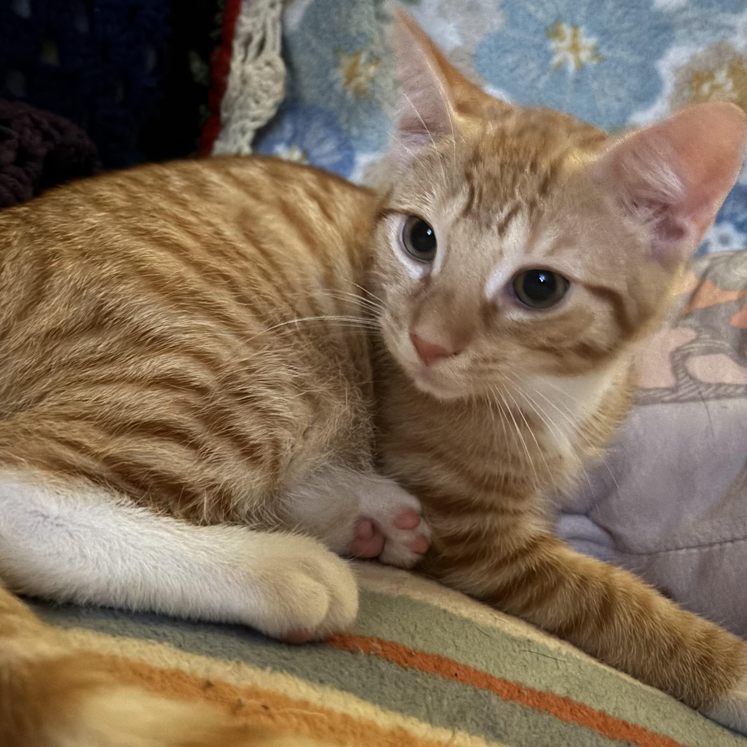Timothy, adopted, Kitten Male Domestic Short Hair.
