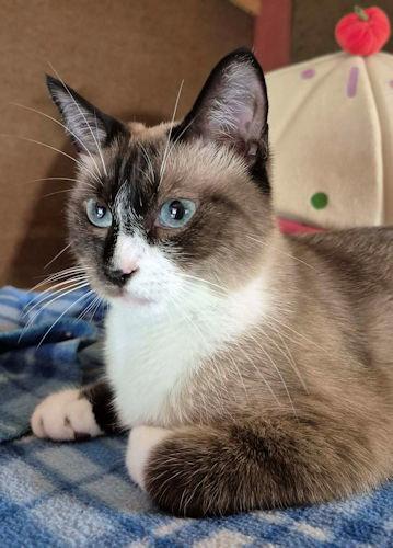 Enlarge Catpuccino, a Adoptable mixed breed in Rutherfordton, NC image 1/3