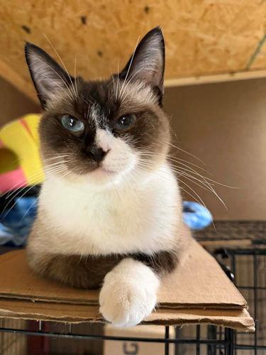 Enlarge Catpuccino, a Adoptable mixed breed in Rutherfordton, NC image 2/3
