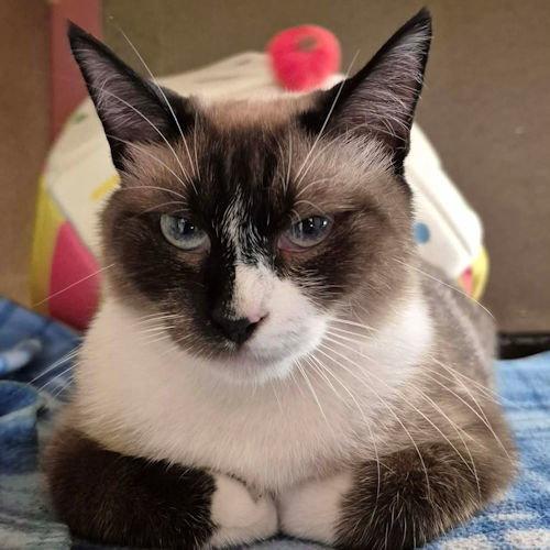 Enlarge Catpuccino, a Adoptable mixed breed in Rutherfordton, NC image 3/3
