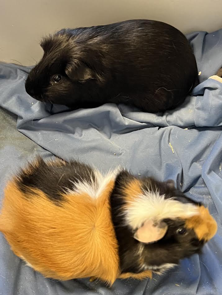 Enlarge Hagrid & Sirius, a Adoptable Guinea Pig in South Elgin, IL image 1/3