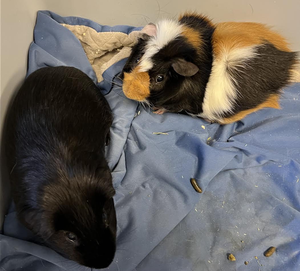 Enlarge Hagrid & Sirius, a Adoptable Guinea Pig in South Elgin, IL image 2/3