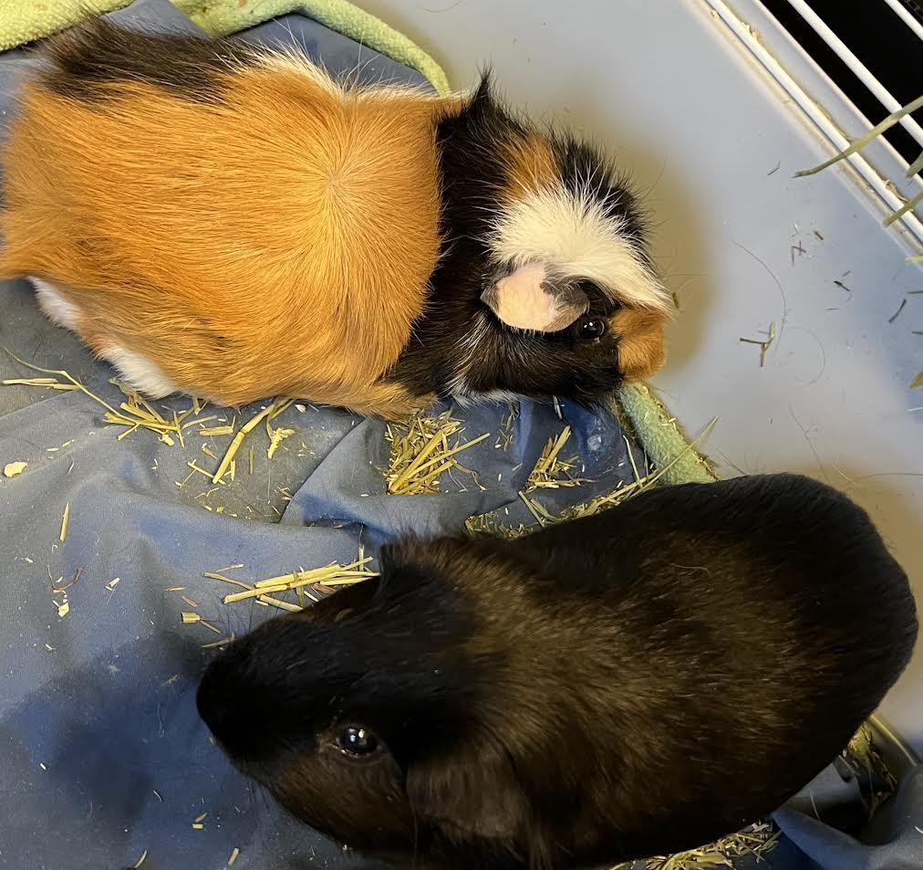 Enlarge Hagrid & Sirius, a Adoptable Guinea Pig in South Elgin, IL image 3/3