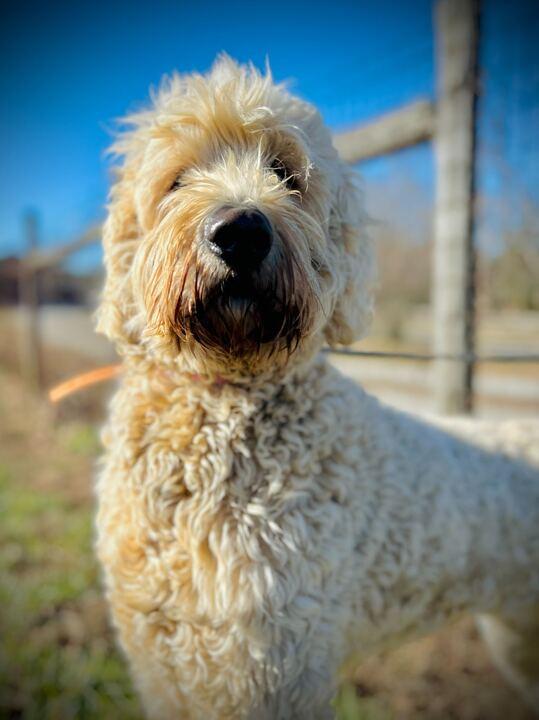 Lily Of Earl Nov thumbnail 2