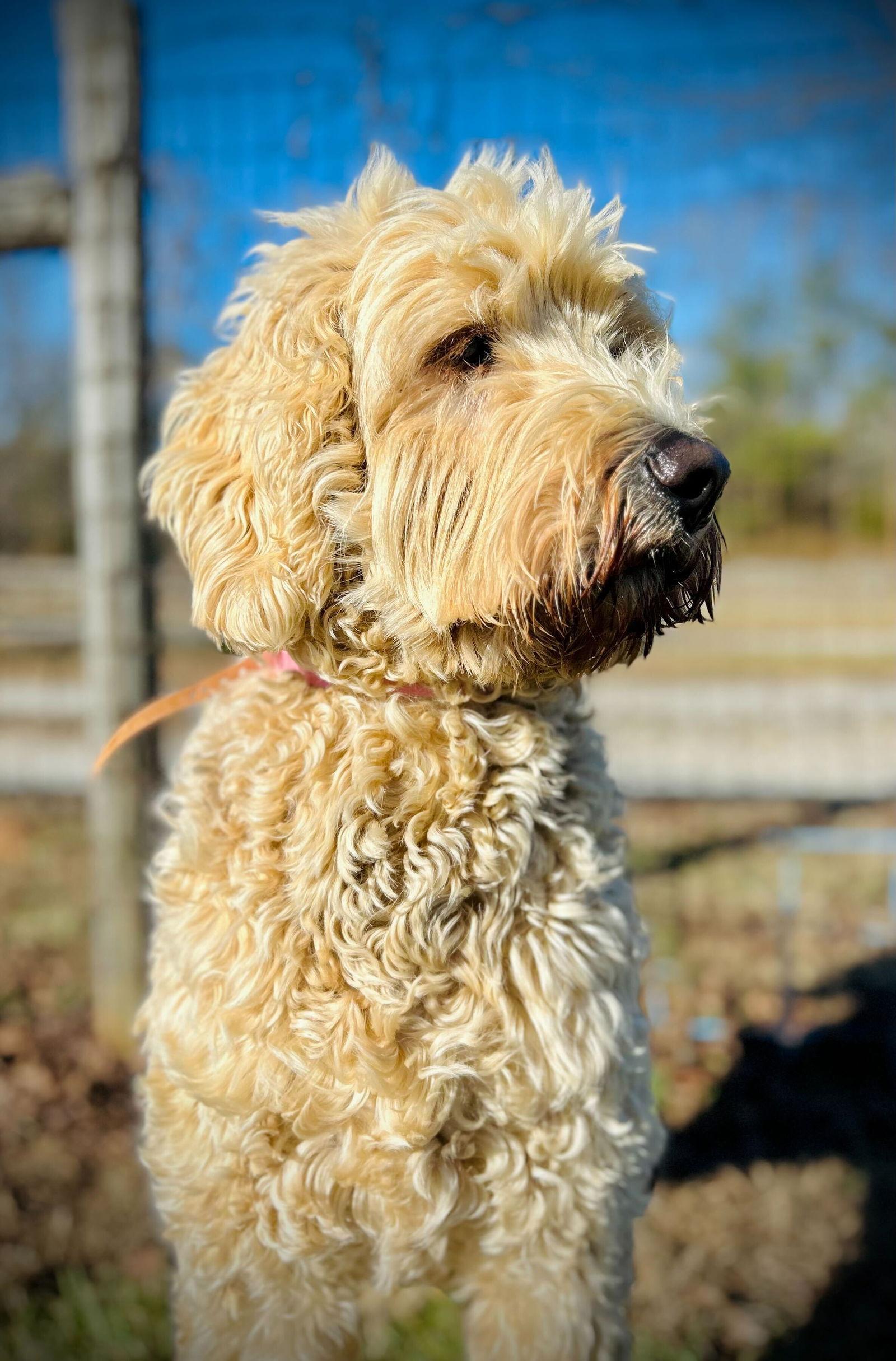 Lily Of Earl Nov thumbnail 3