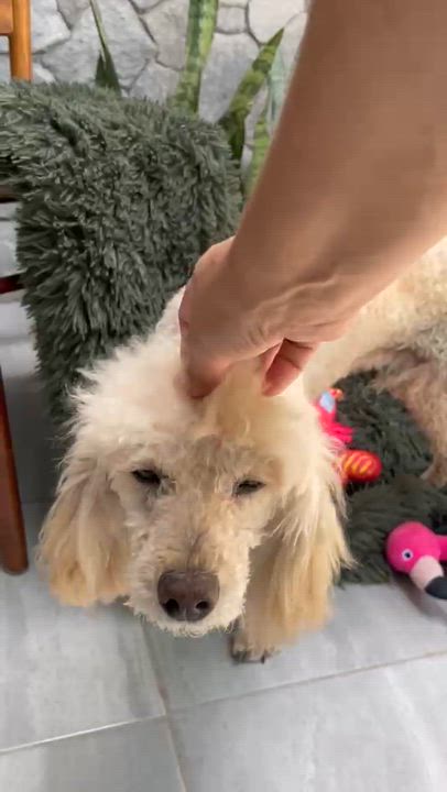 Enlarge Julio, a Adoptable mixed breed in Manchester, NH video 5/6