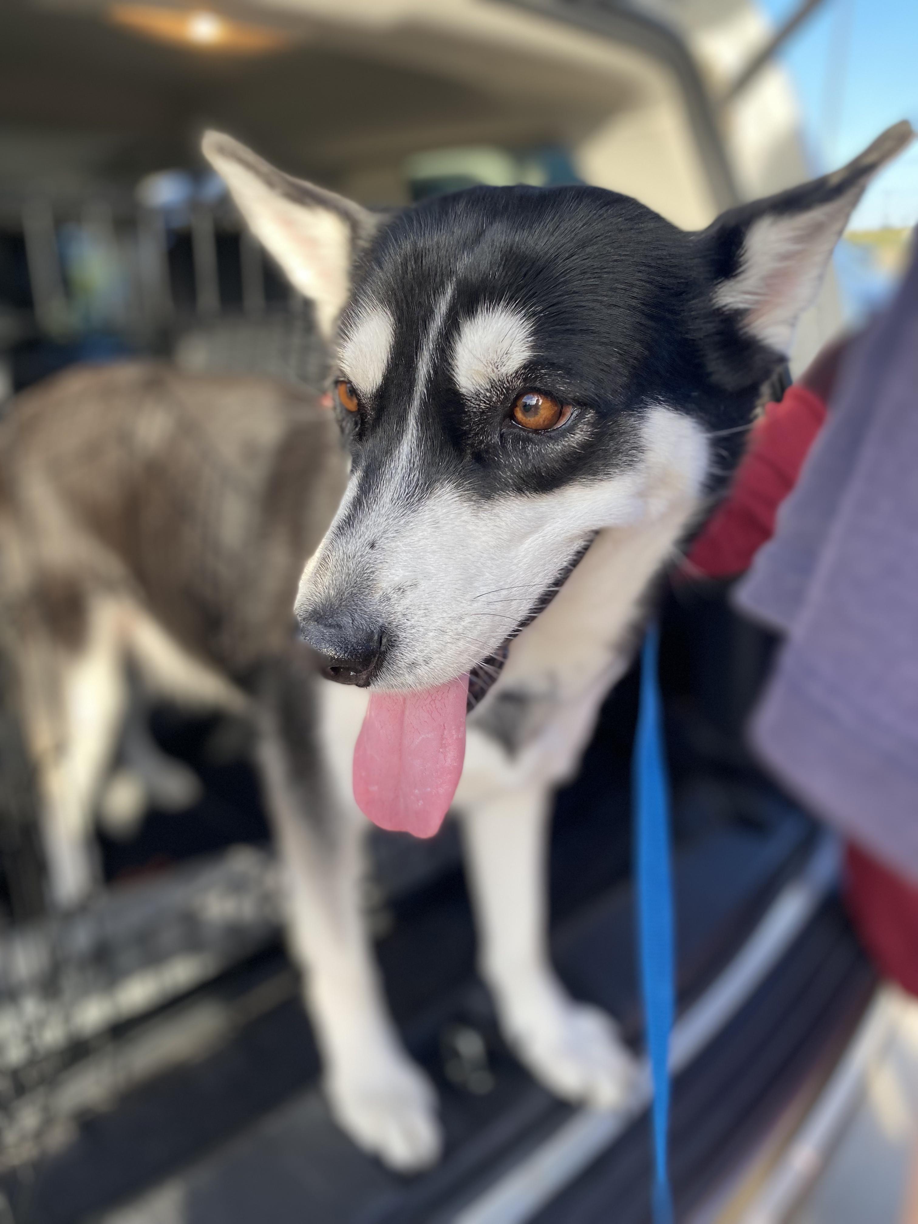 ELLA, a Adoptable Siberian Husky in Rocky Point, NY image 3/5