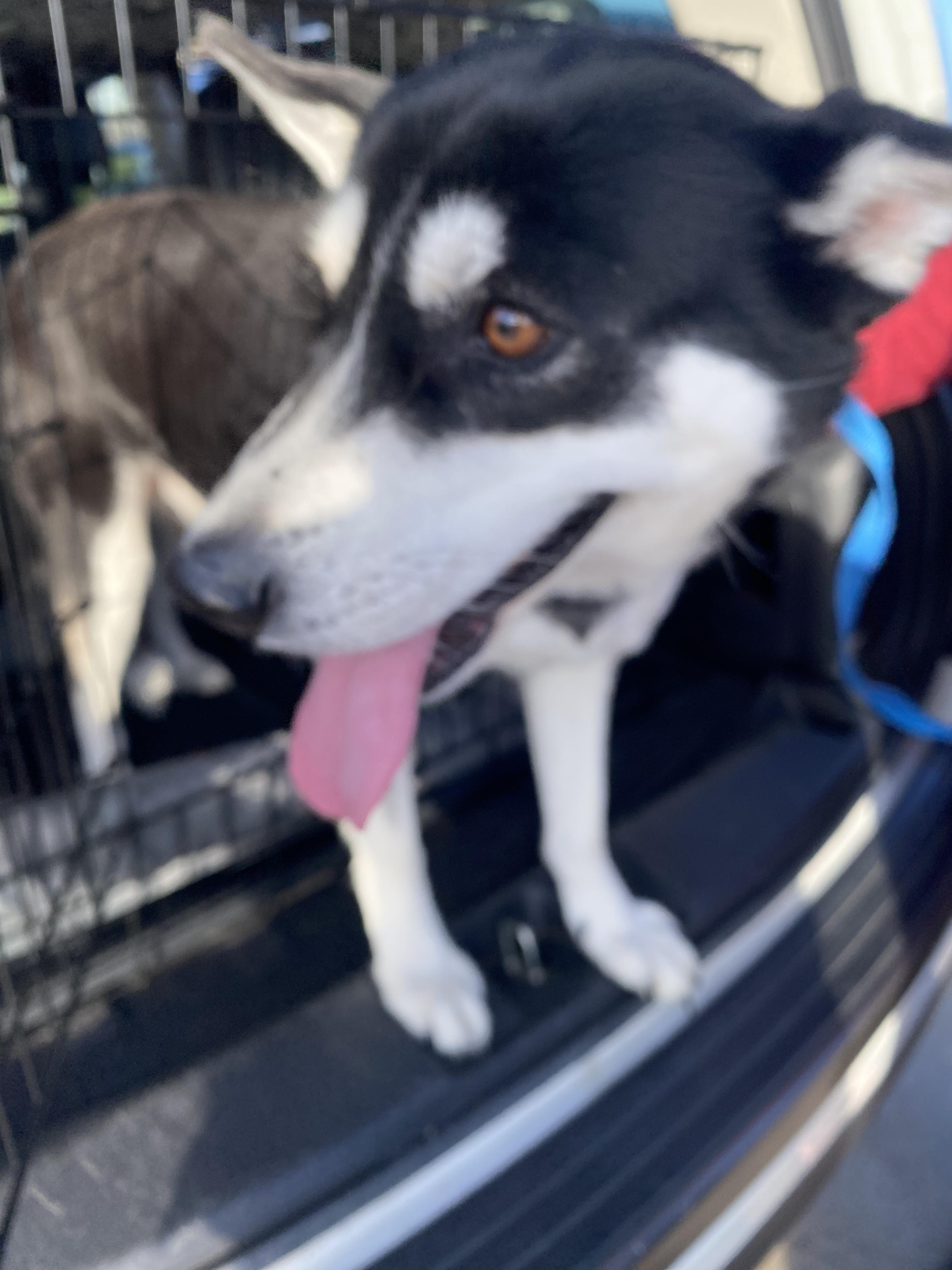 ELLA, a Adoptable Siberian Husky in Rocky Point, NY image 4/5