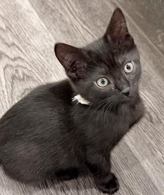Snoopy W, an adopted Domestic Short Hair in Fair Oaks, CA image 1/3