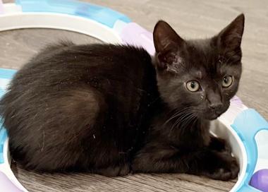 Snoopy W, an adopted Domestic Short Hair in Fair Oaks, CA image 3/3