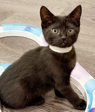 Snoopy W, an adopted Domestic Short Hair in Fair Oaks, CA image 2/3