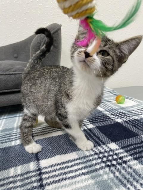 Enlarge Jelly, a ADOPTABLE Domestic Short Hair in Red Wing, MN image 4/4