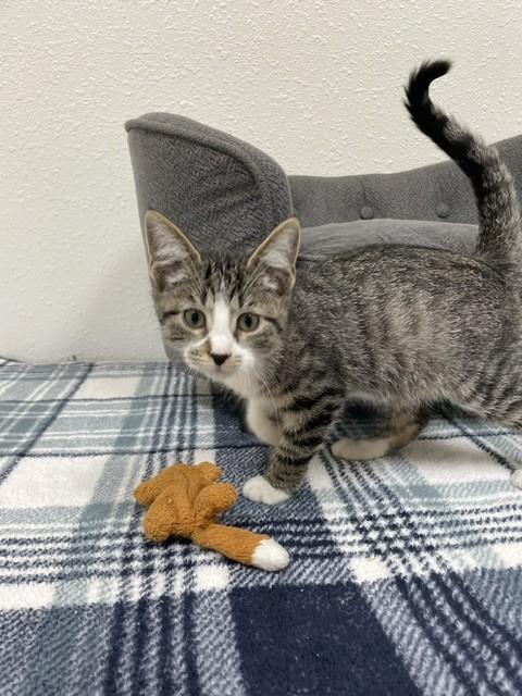 Enlarge Jelly, a ADOPTABLE Domestic Short Hair in Red Wing, MN image 3/4