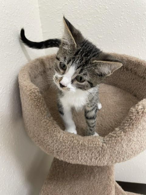 Enlarge Jelly, a ADOPTABLE Domestic Short Hair in Red Wing, MN image 2/4