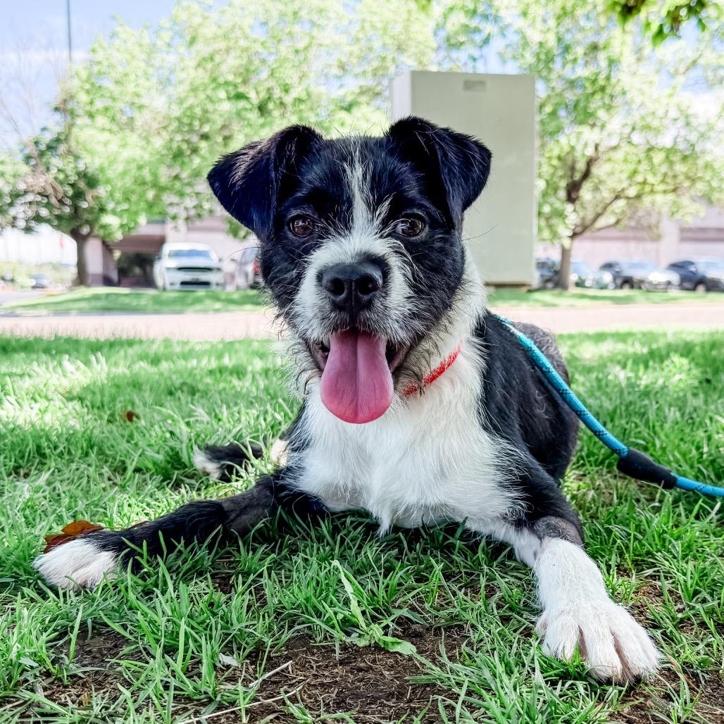 Enlarge 671 (2026) Bluebell, a Adoptable mixed breed in Parker, CO image 1/6