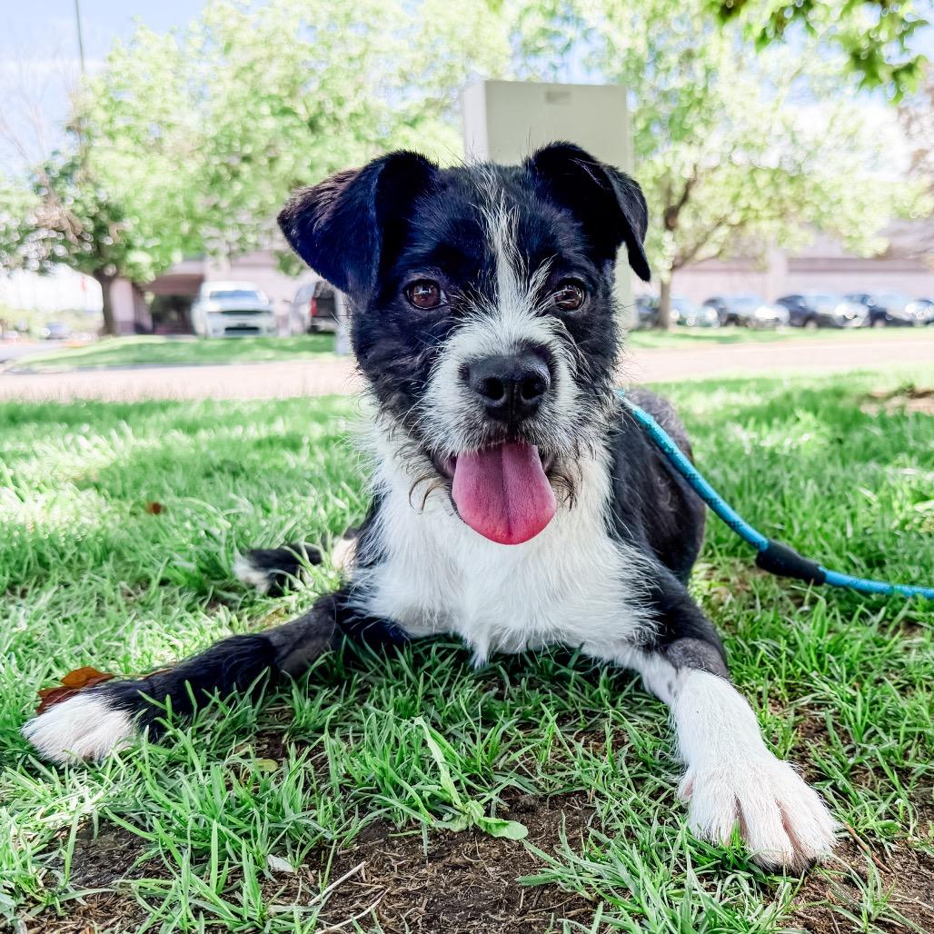 Enlarge 671 (2026) Bluebell, a Adoptable mixed breed in Parker, CO image 2/6