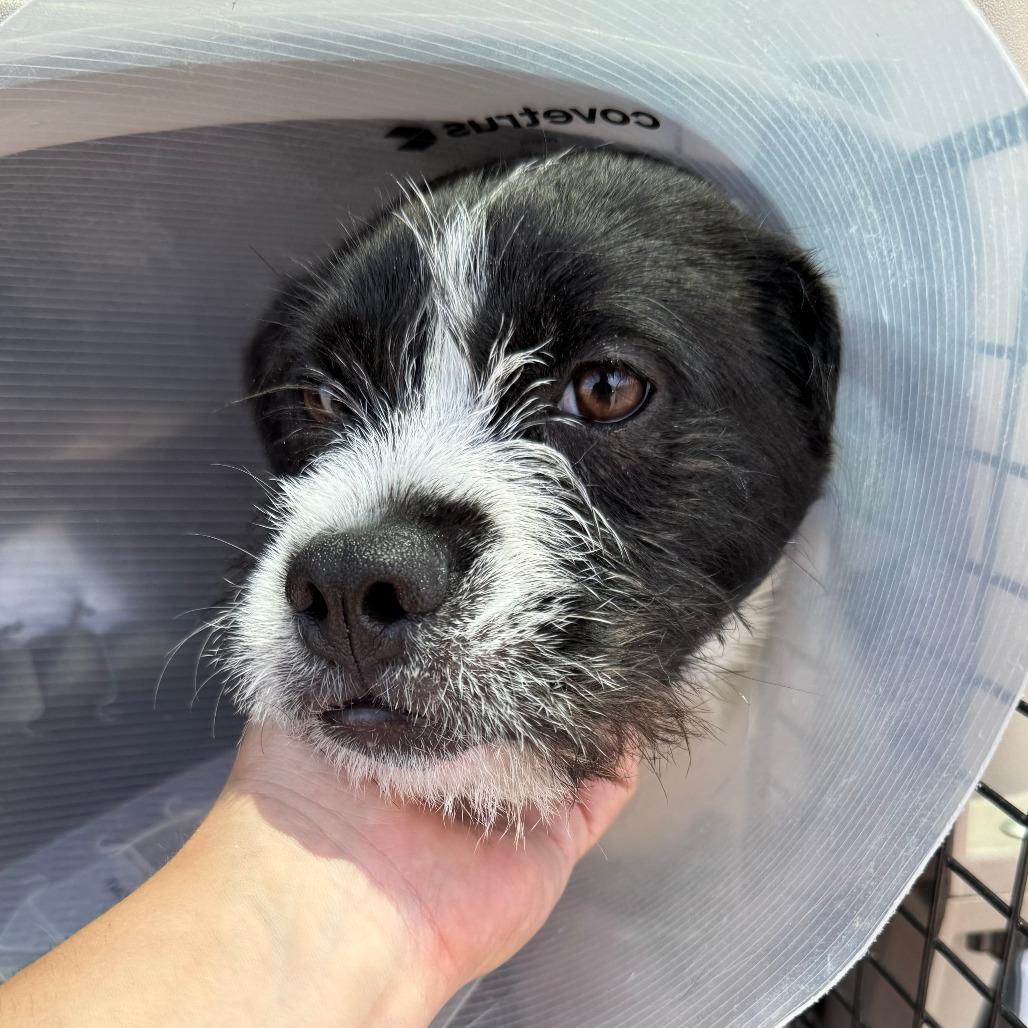 Enlarge 671 (2026) Bluebell, a Adoptable mixed breed in Parker, CO image 4/6