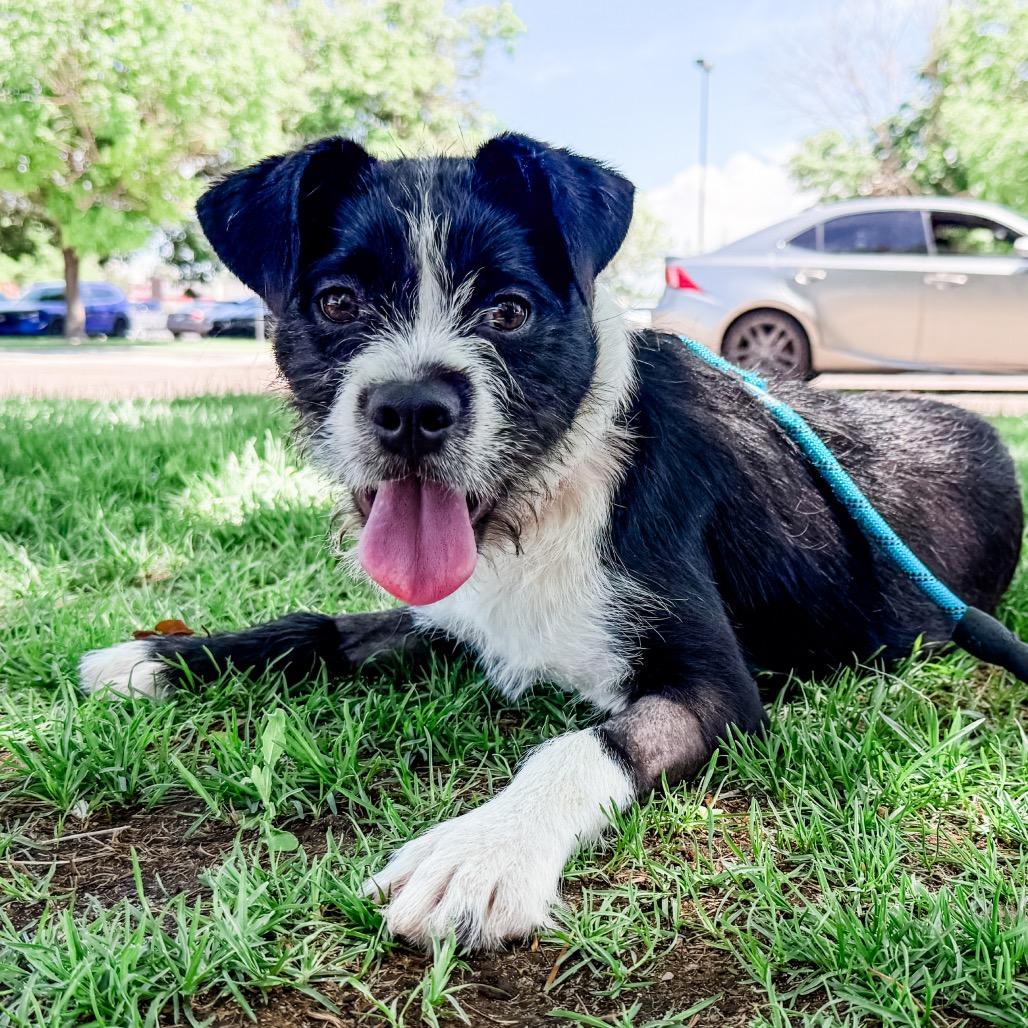 Enlarge 671 (2026) Bluebell, a Adoptable mixed breed in Parker, CO image 5/6