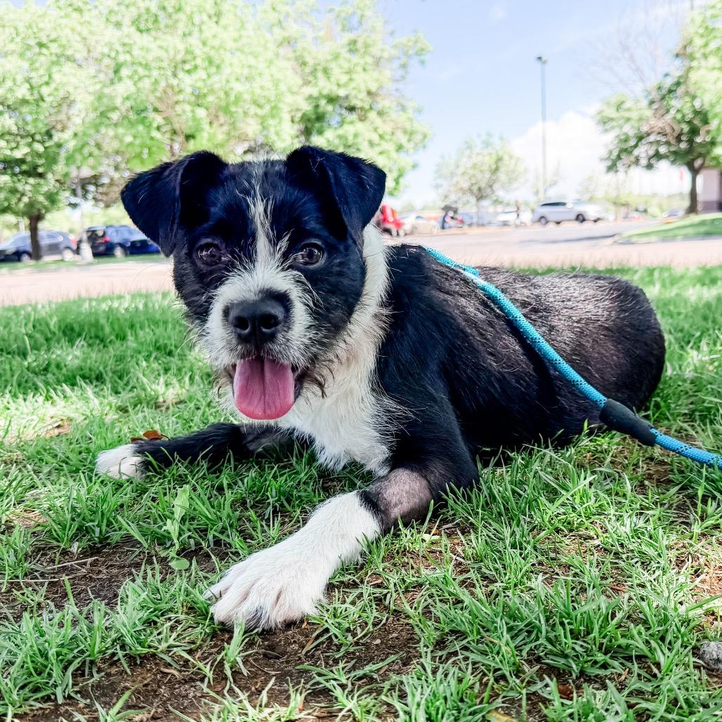 Enlarge 671 (2026) Bluebell, a Adoptable mixed breed in Parker, CO image 6/6