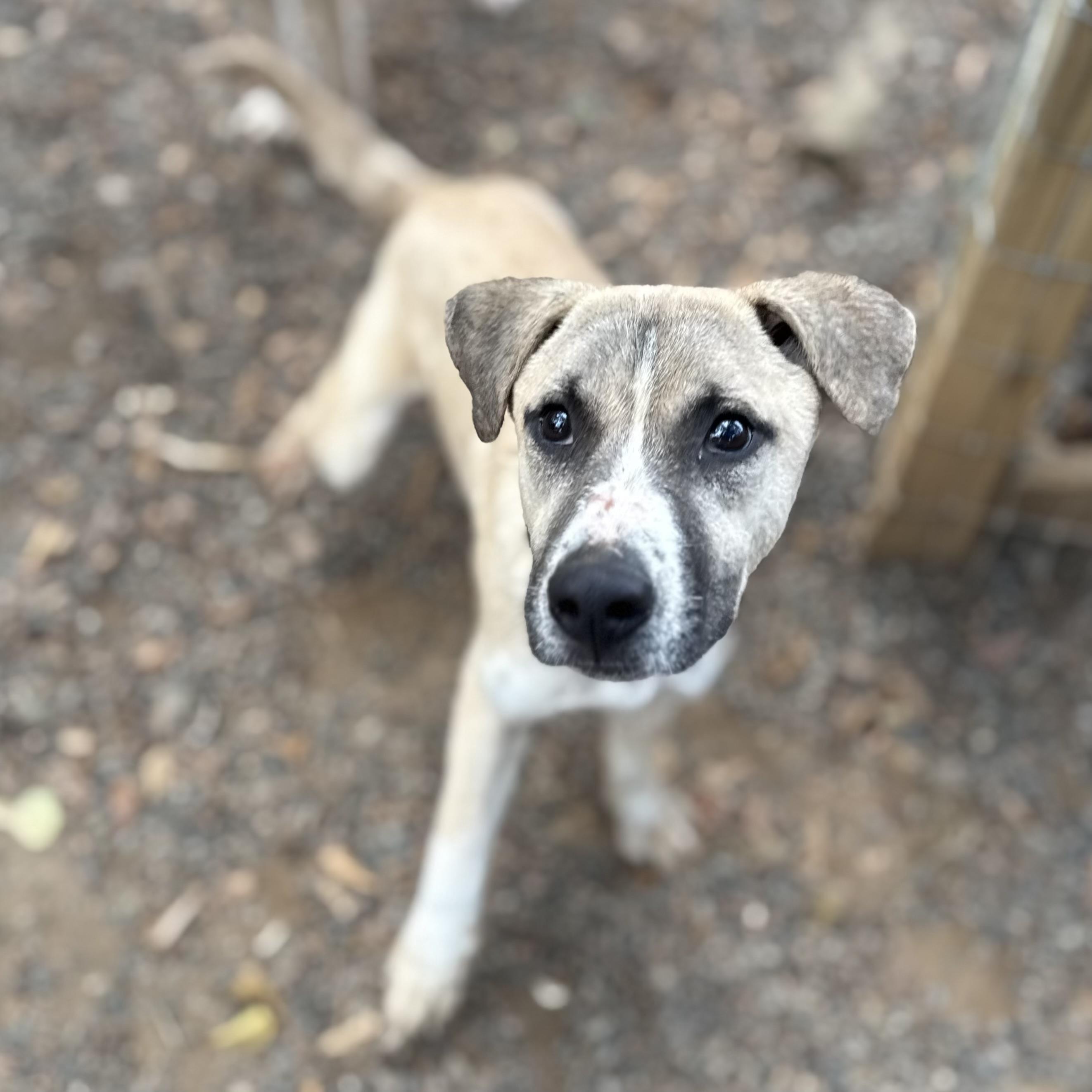 Captain Sniff — thumbnail 2