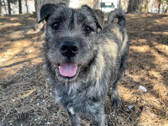LUCY, Adoptable, Young Female Terrier & Mixed Breed.