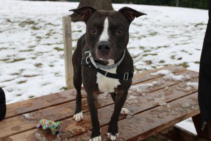 Enlarge Rambo, a Adoptable mixed breed in Kansas City, MO image 1/1