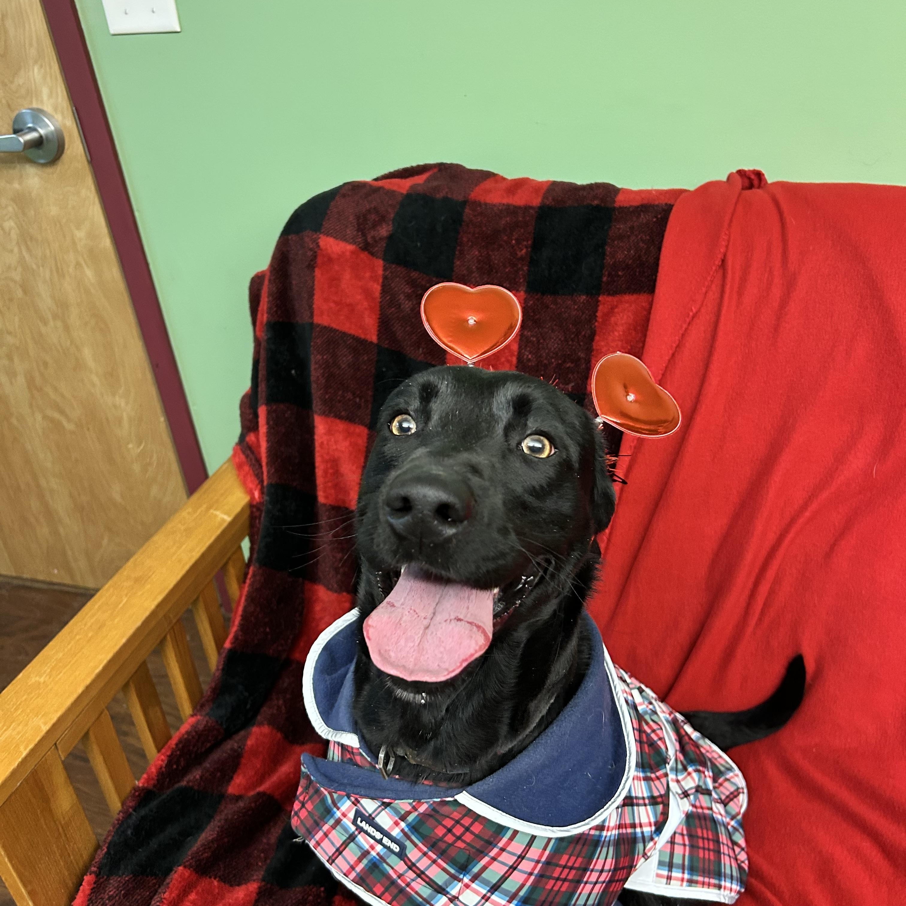 Enlarge Arrow , a ADOPTABLE mixed breed in Howes Cave, NY image 5/5