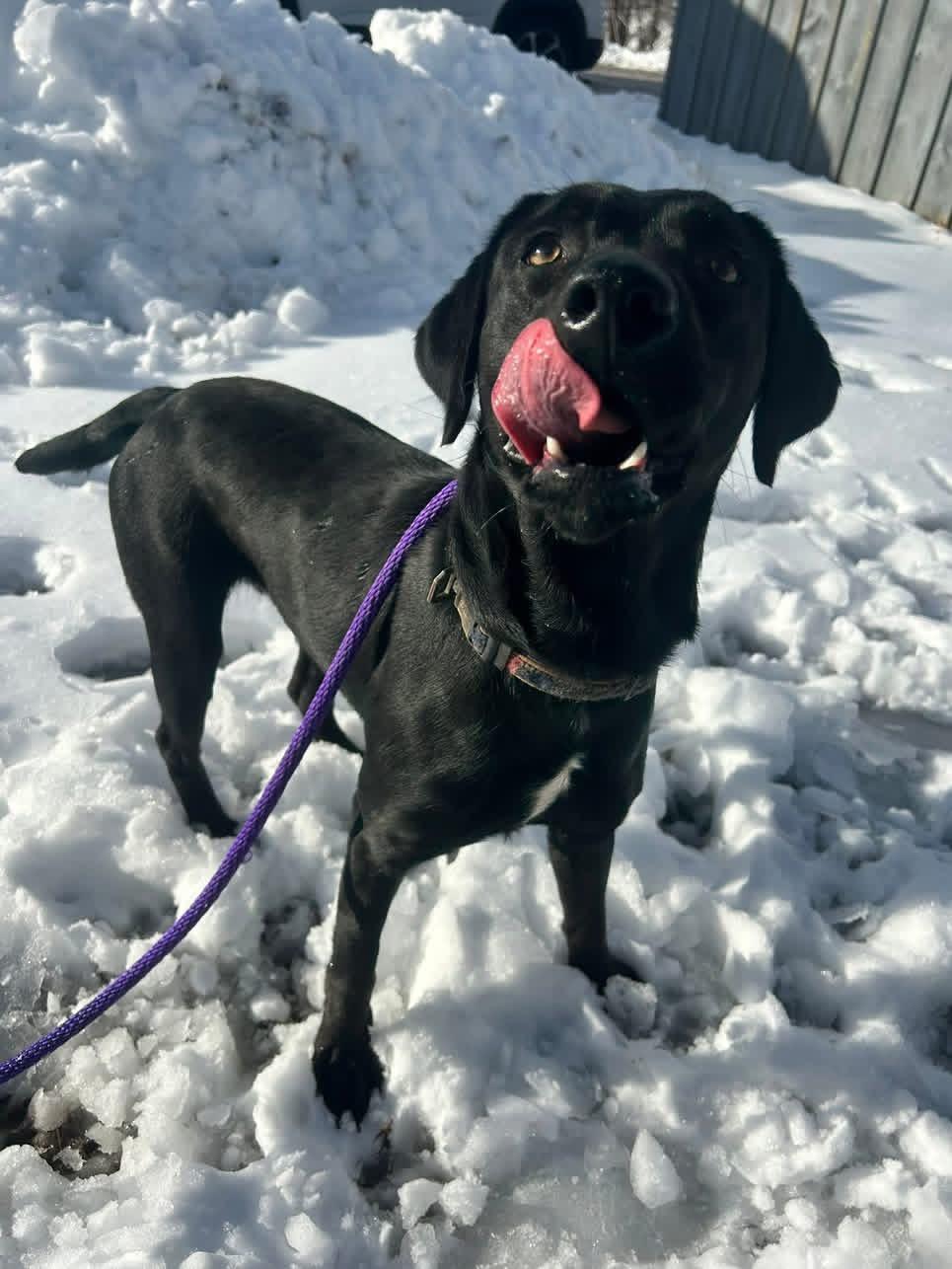 Enlarge Arrow , a ADOPTABLE mixed breed in Howes Cave, NY image 2/2