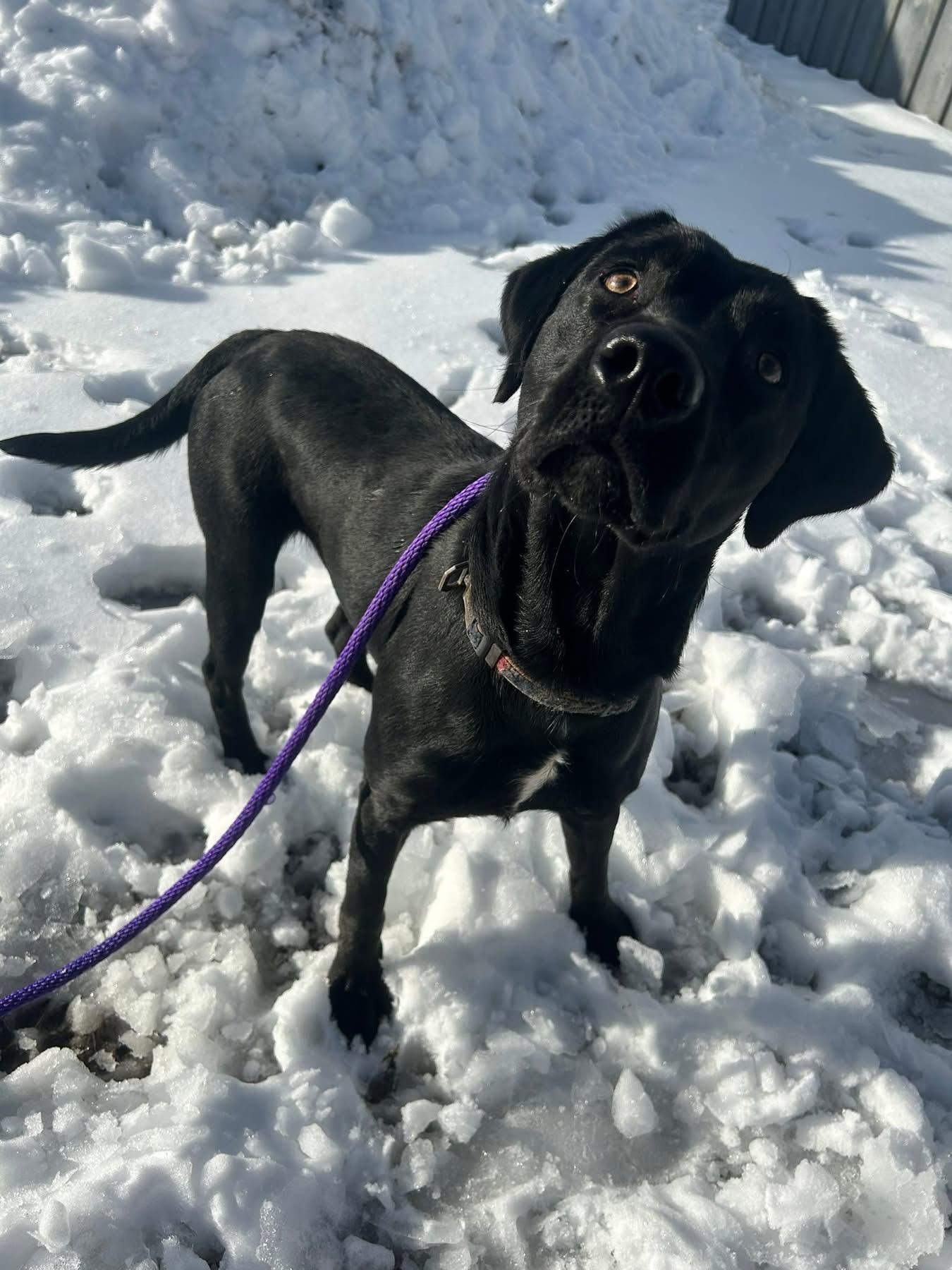 Enlarge Arrow , a ADOPTABLE mixed breed in Howes Cave, NY image 1/2