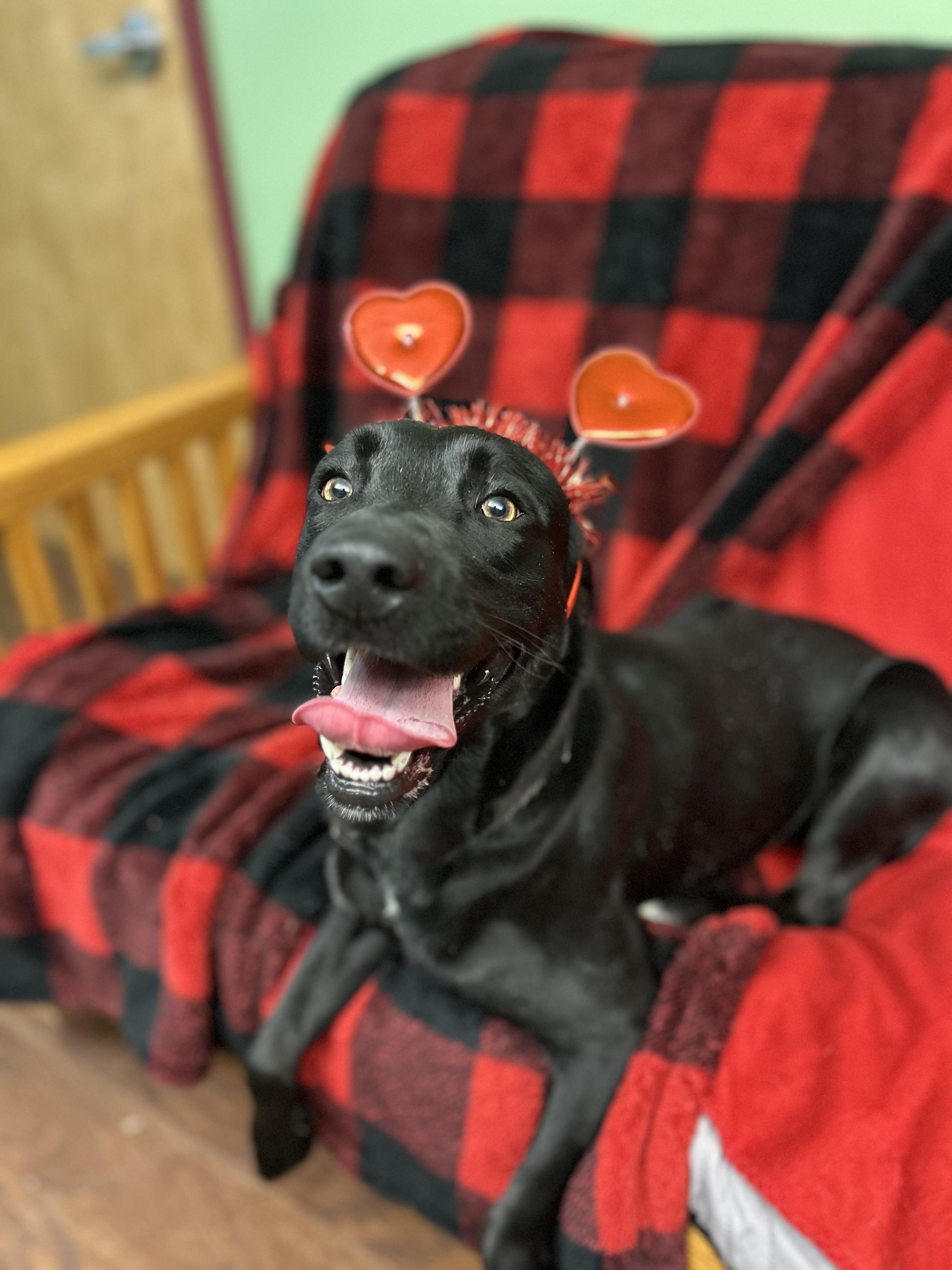 Arrow , ADOPTABLE, Adult Female Black Labrador Retriever & Hound.