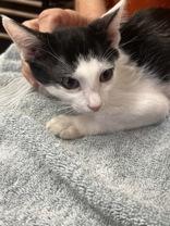 Piper, a Adoptable Domestic Short Hair in Phoenix, AZ image 5/6