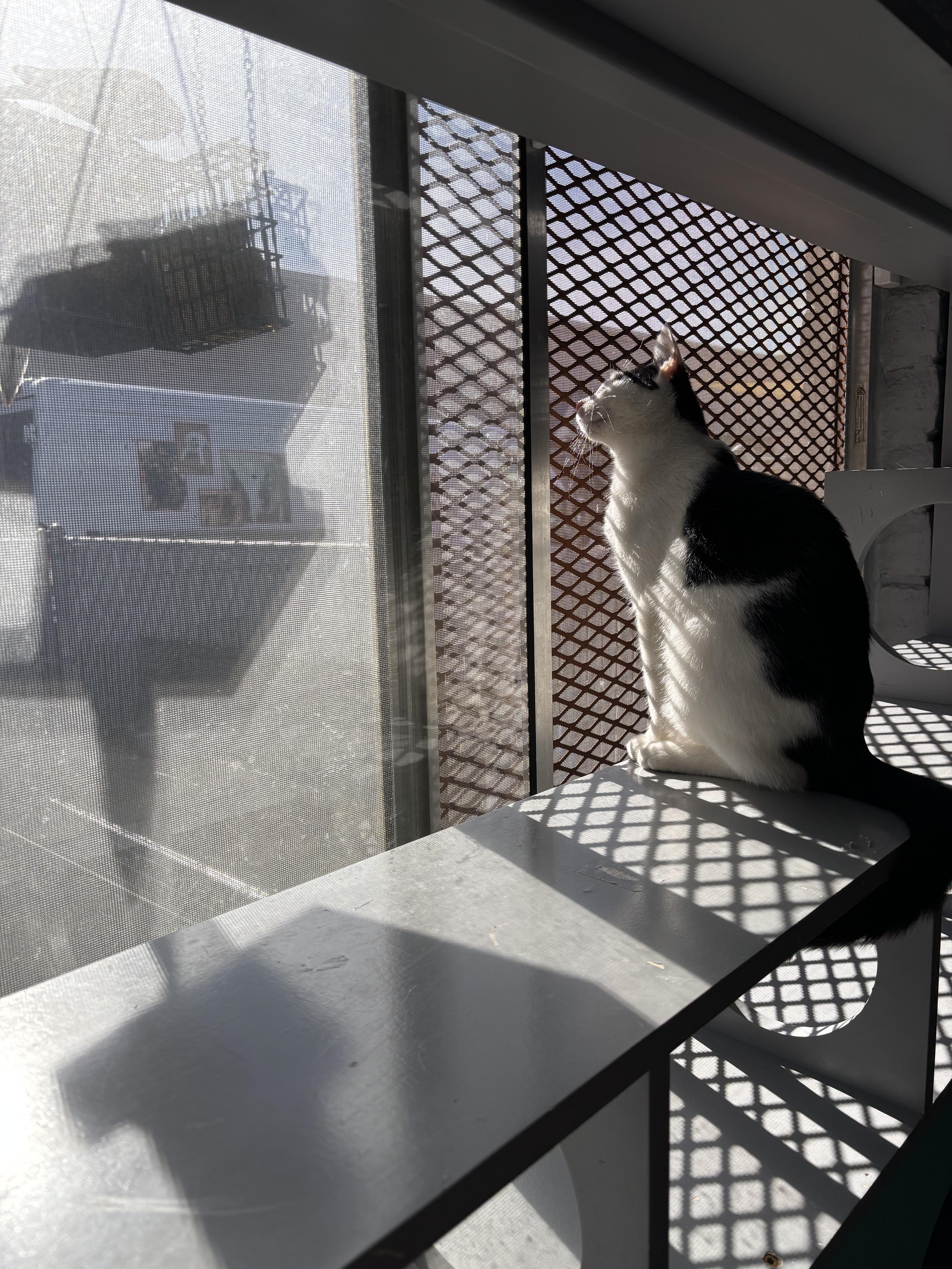 Enlarge Piper, a Adoptable Domestic Short Hair in Phoenix, AZ image 6/6