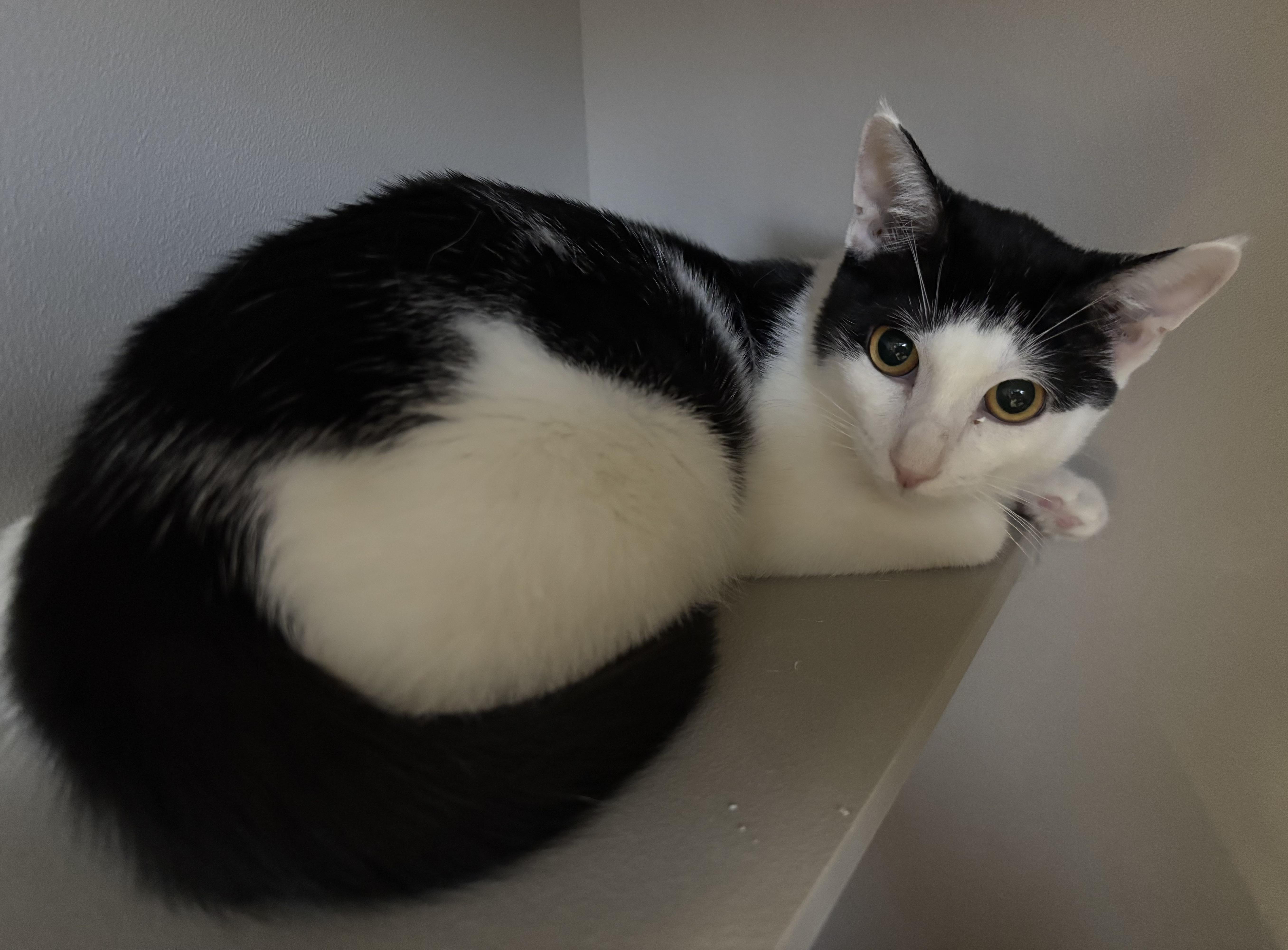 Piper, a Adoptable Domestic Short Hair in Phoenix, AZ image 4/6