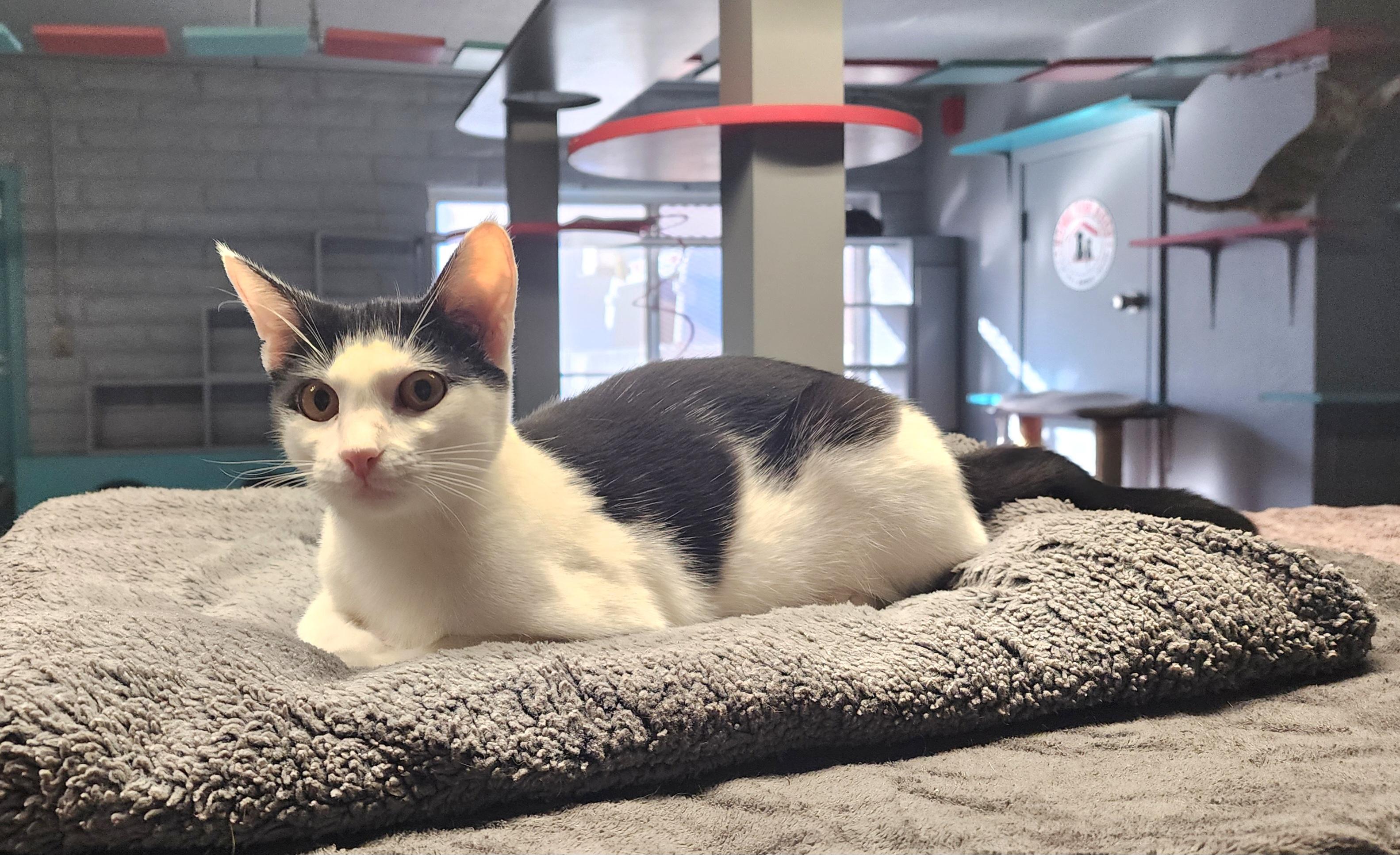 Piper, Adoptable, Young Female Domestic Short Hair.