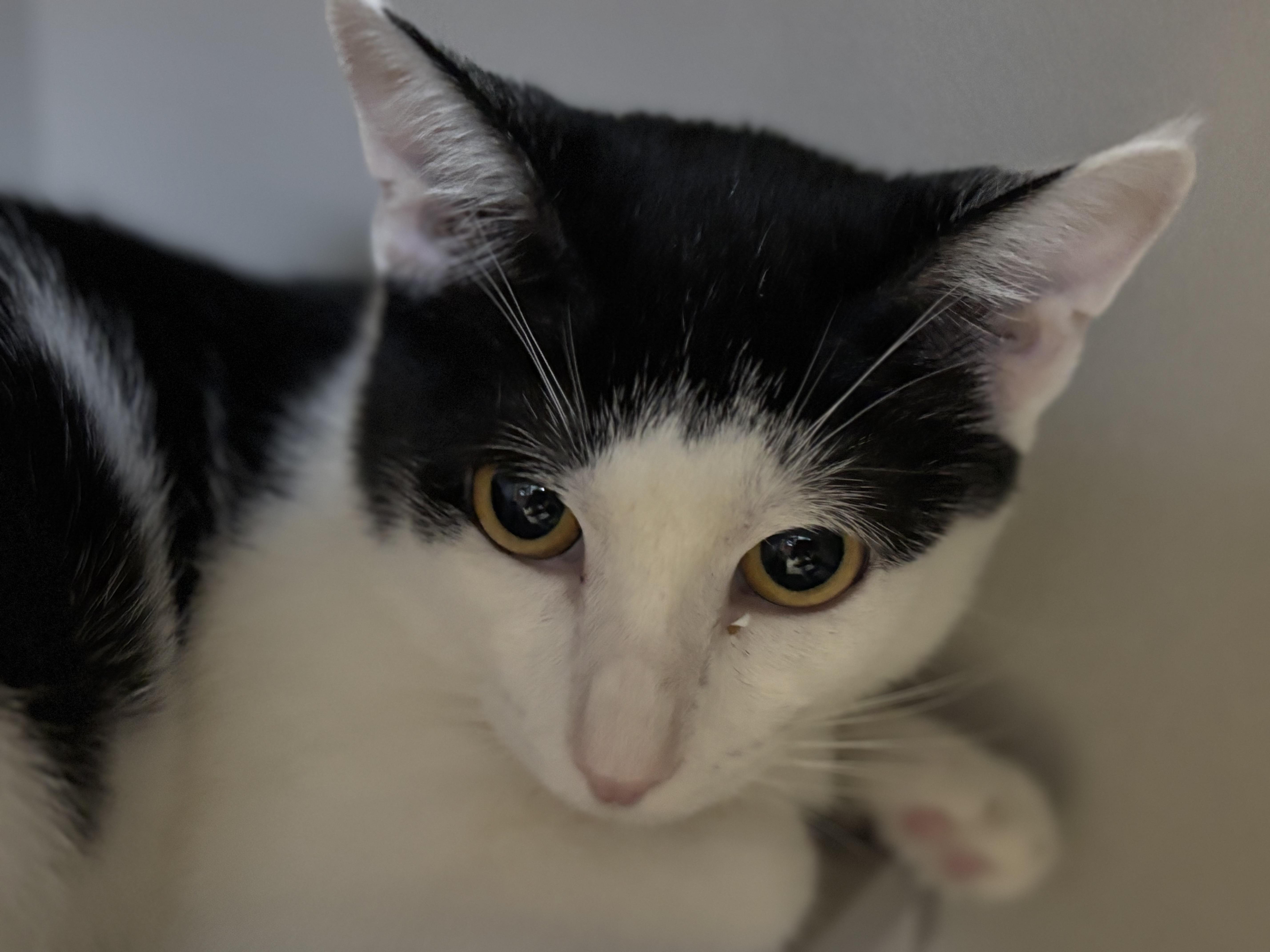 Piper, a Adoptable Domestic Short Hair in Phoenix, AZ image 3/6