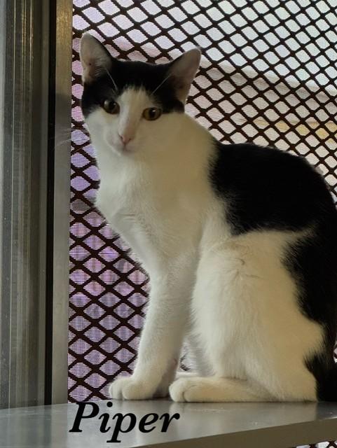 Piper, Adoptable, Young Female Domestic Short Hair.
