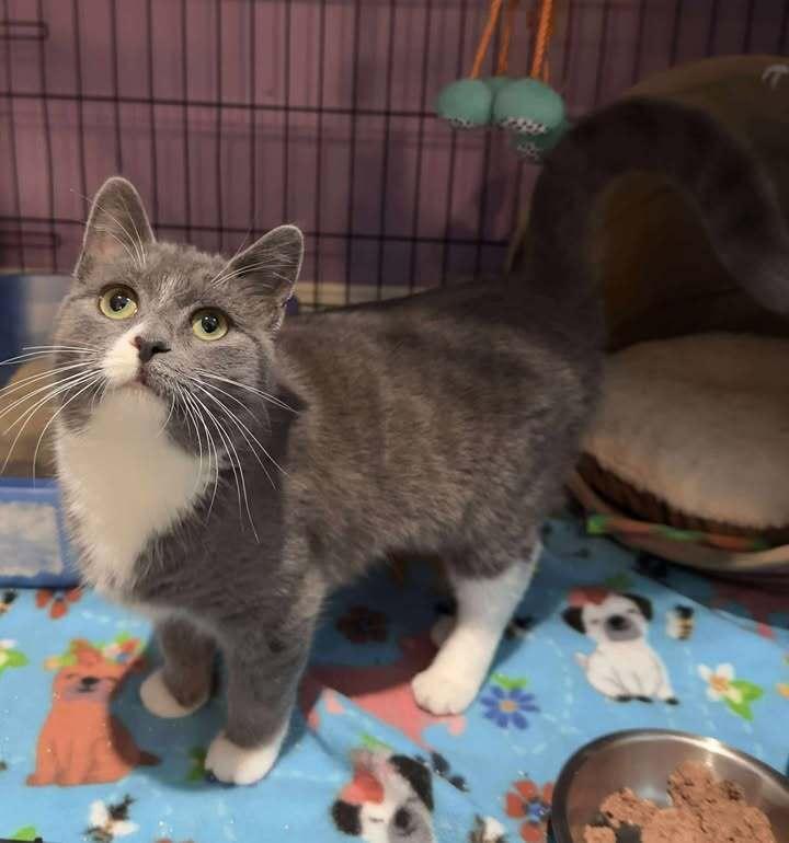 Enlarge Sophia, a Adoptable Domestic Short Hair in Woodbridge, VA image 1/1