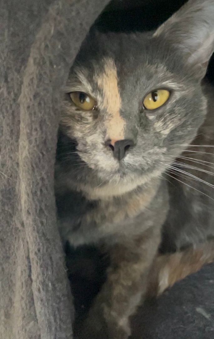 Enlarge Cricket, a Adoptable mixed breed in Watonga, OK image 2/5