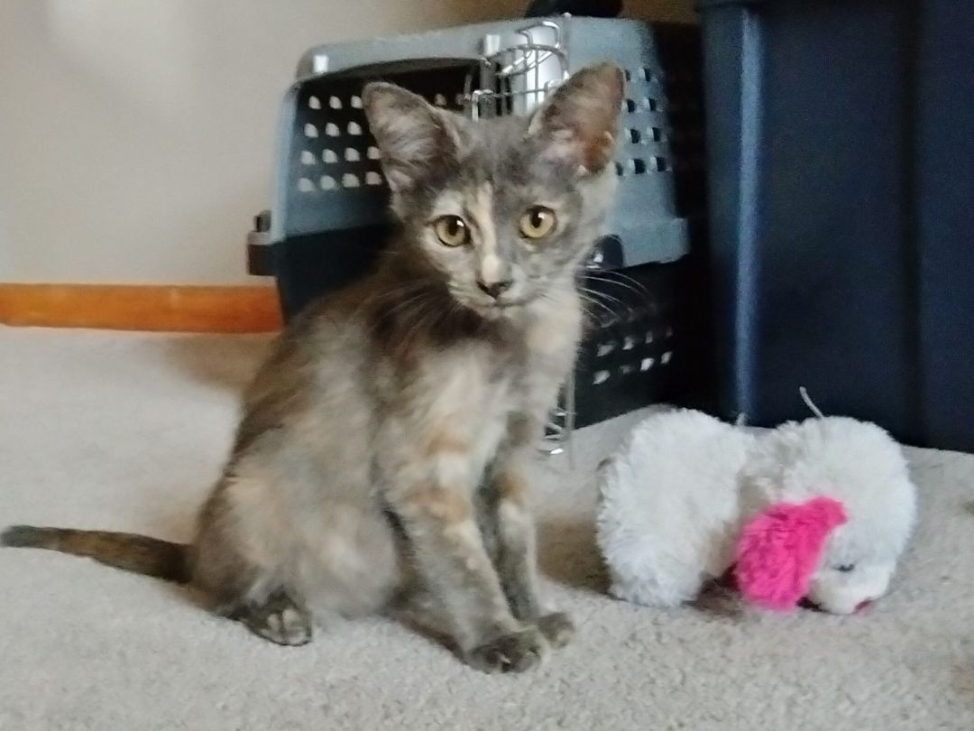 Enlarge Cricket, a Adoptable mixed breed in Watonga, OK image 3/5