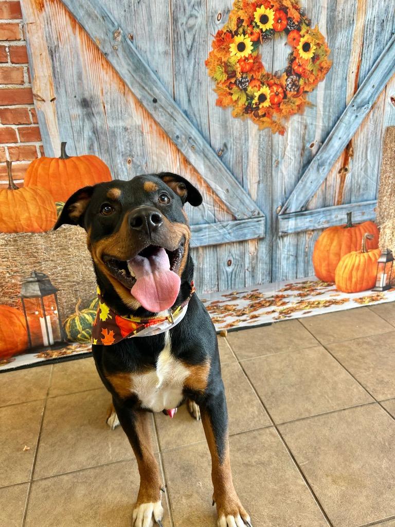 Enlarge Tank, a Adoptable mixed breed in Marion, OH image 1/2