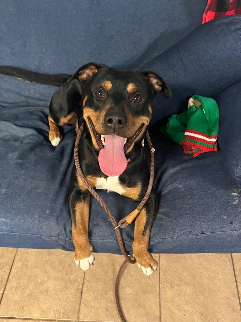 Enlarge Tank, a Adoptable mixed breed in Marion, OH image 2/2