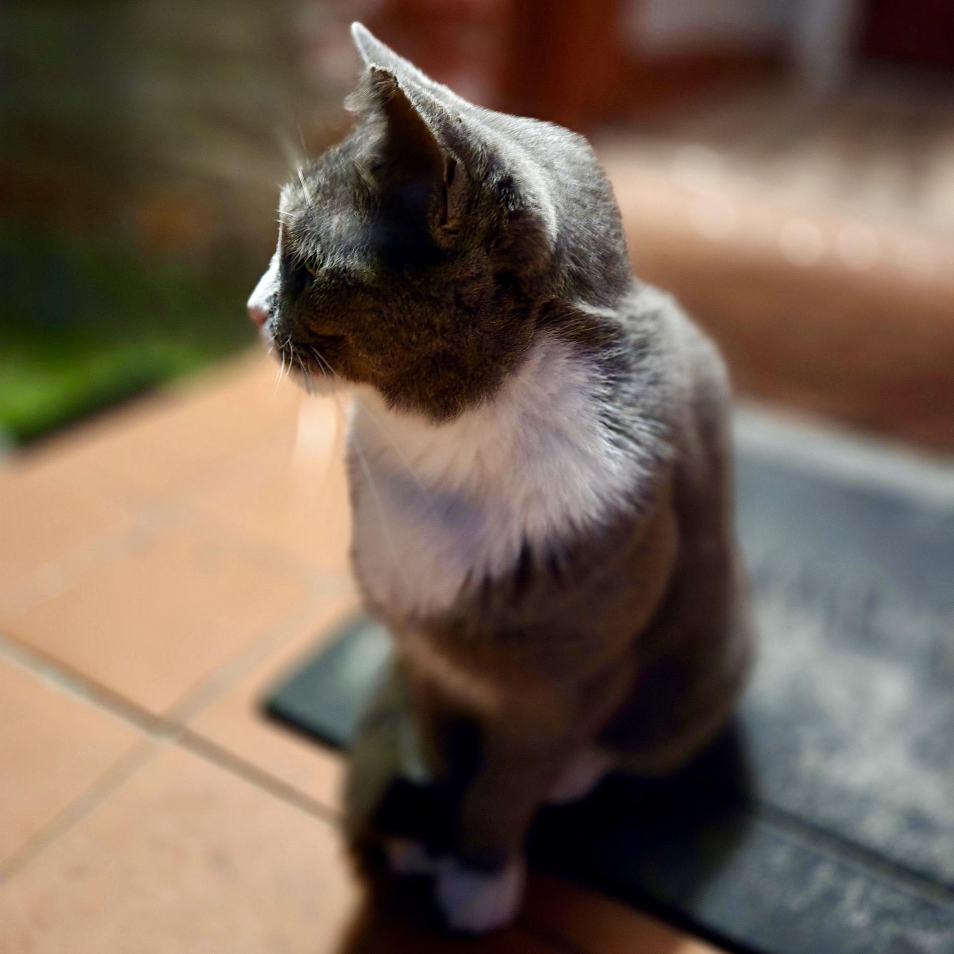 Enlarge Daisy (urgent foster or adopter), a Adopted Russian Blue in Brooklyn, NY image 4/5
