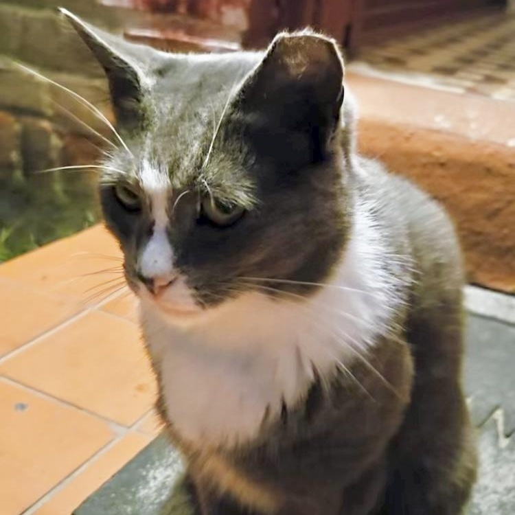 Enlarge Daisy (urgent foster or adopter), a Adopted Russian Blue in Brooklyn, NY image 1/5