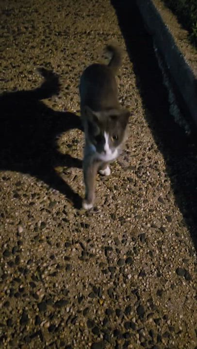 Enlarge Daisy (urgent foster or adopter), a Adopted Russian Blue in Brooklyn, NY video 3/5