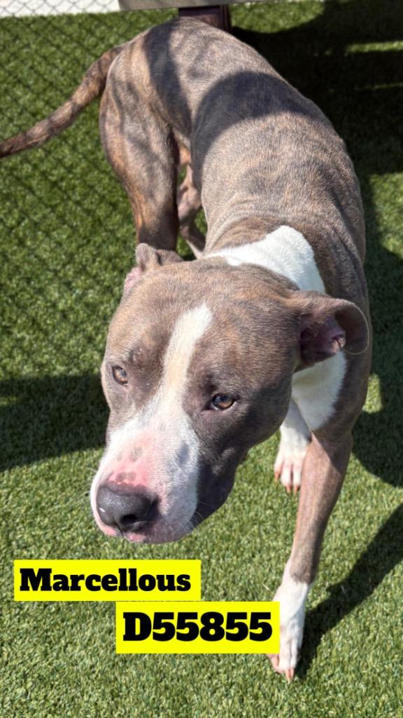 Marcellous, Adoptable, Young Male Pit Bull Terrier.