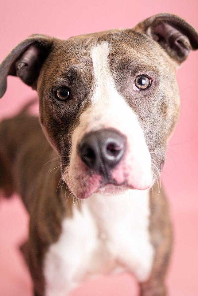 Enlarge Marcellous, a Adoptable Pit Bull Terrier in Clarksville, TN image 2/3