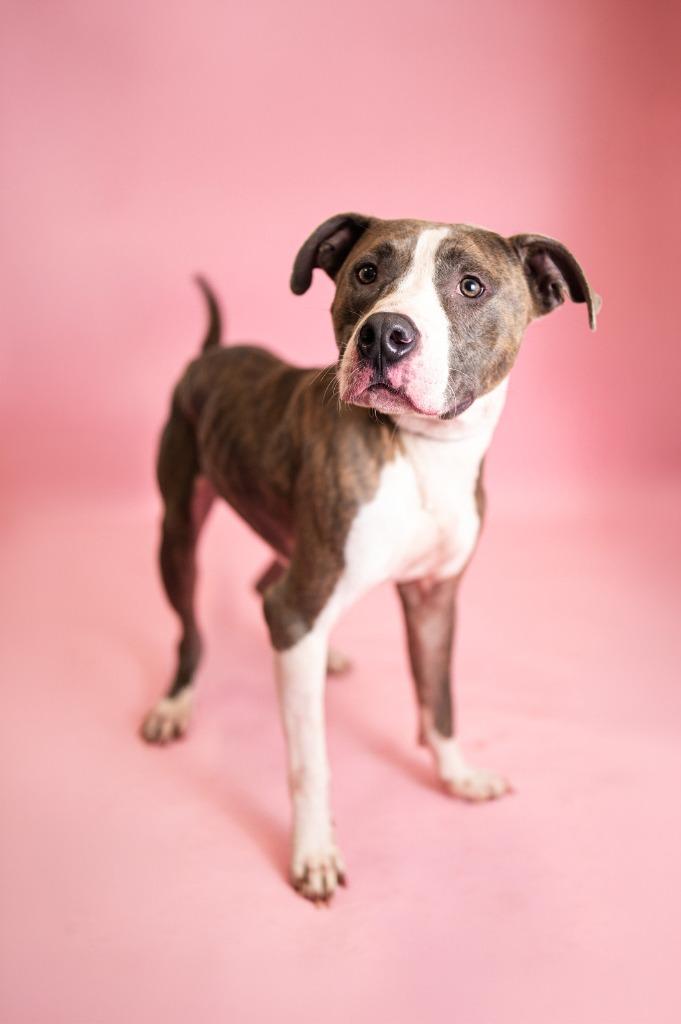 Enlarge Marcellous, a Adoptable Pit Bull Terrier in Clarksville, TN image 3/3