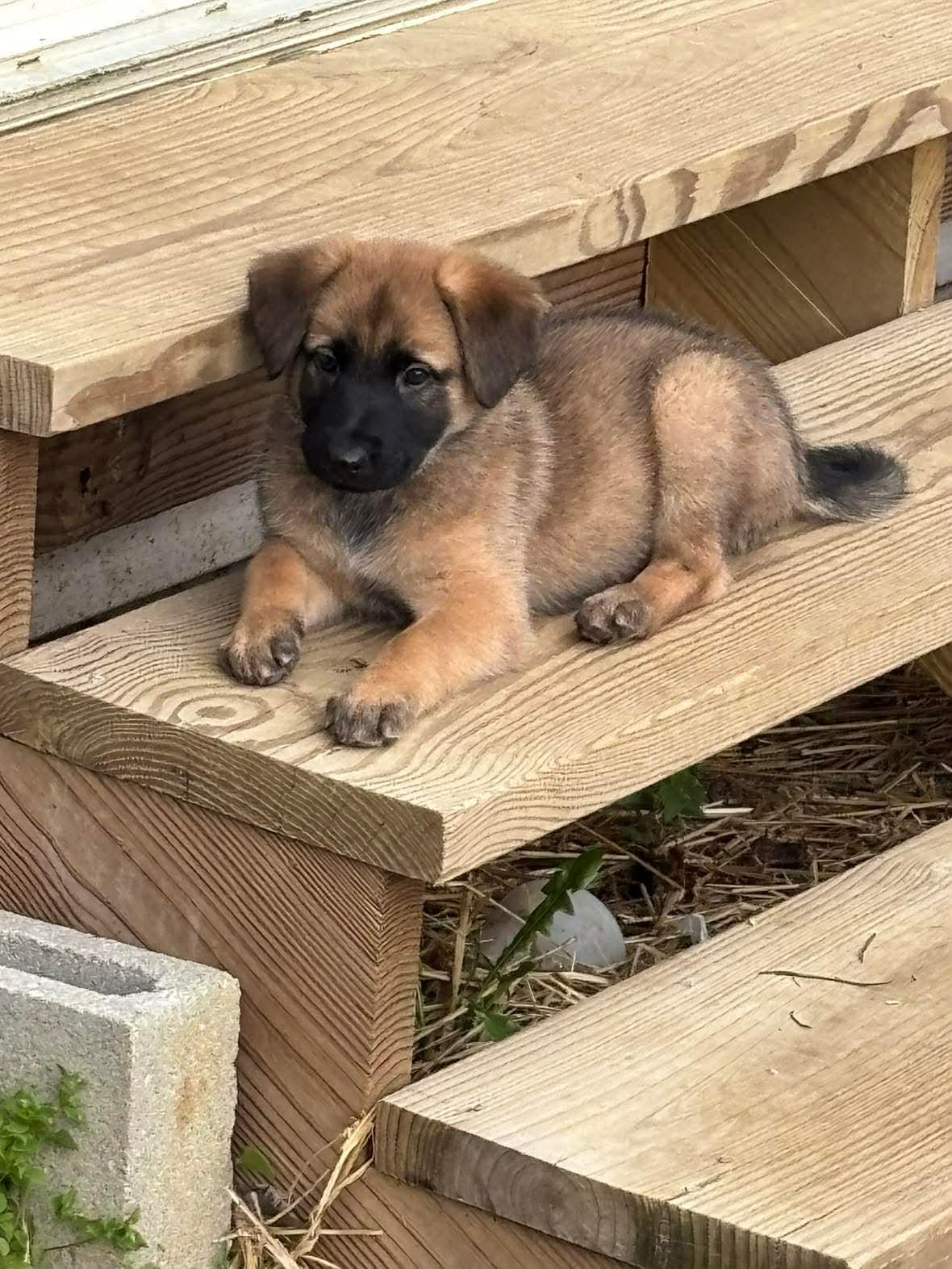 Coco's Bistro, Adopted, Puppy Female Shepherd.