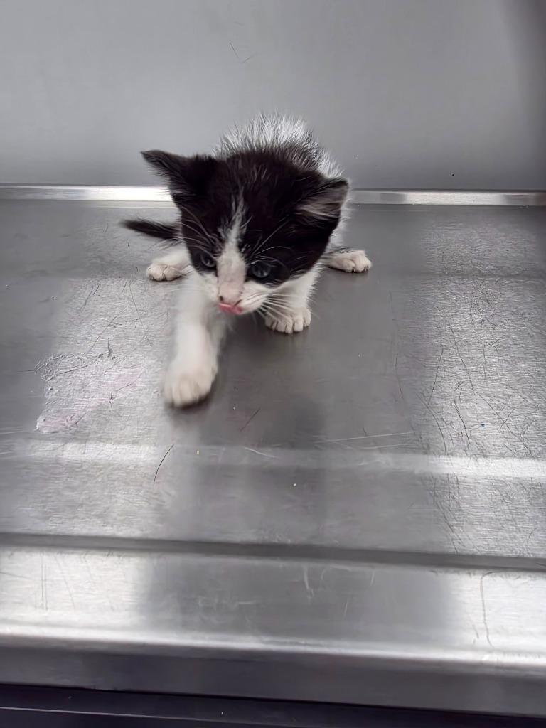 Enlarge Pluto, a Adoptable mixed breed in Angola, IN image 1/1